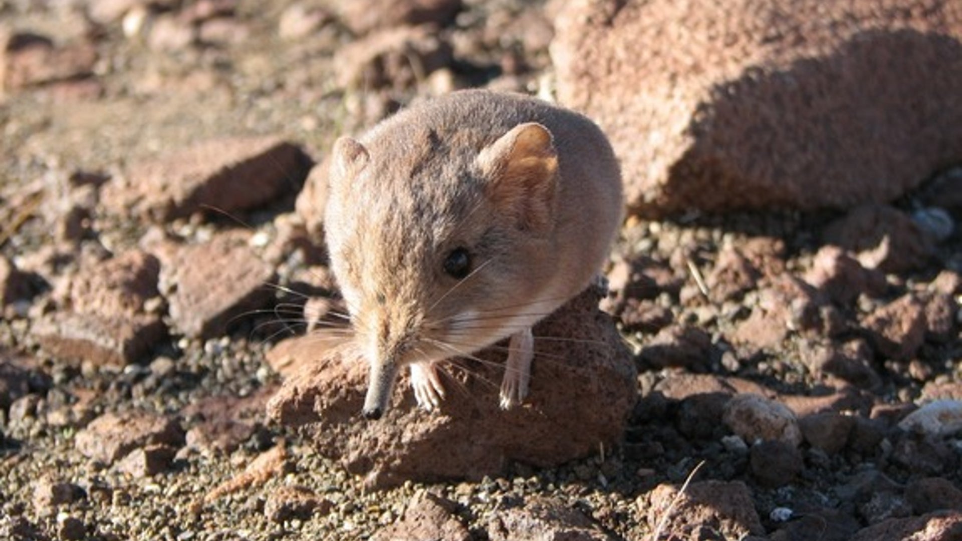 Elephant shrew