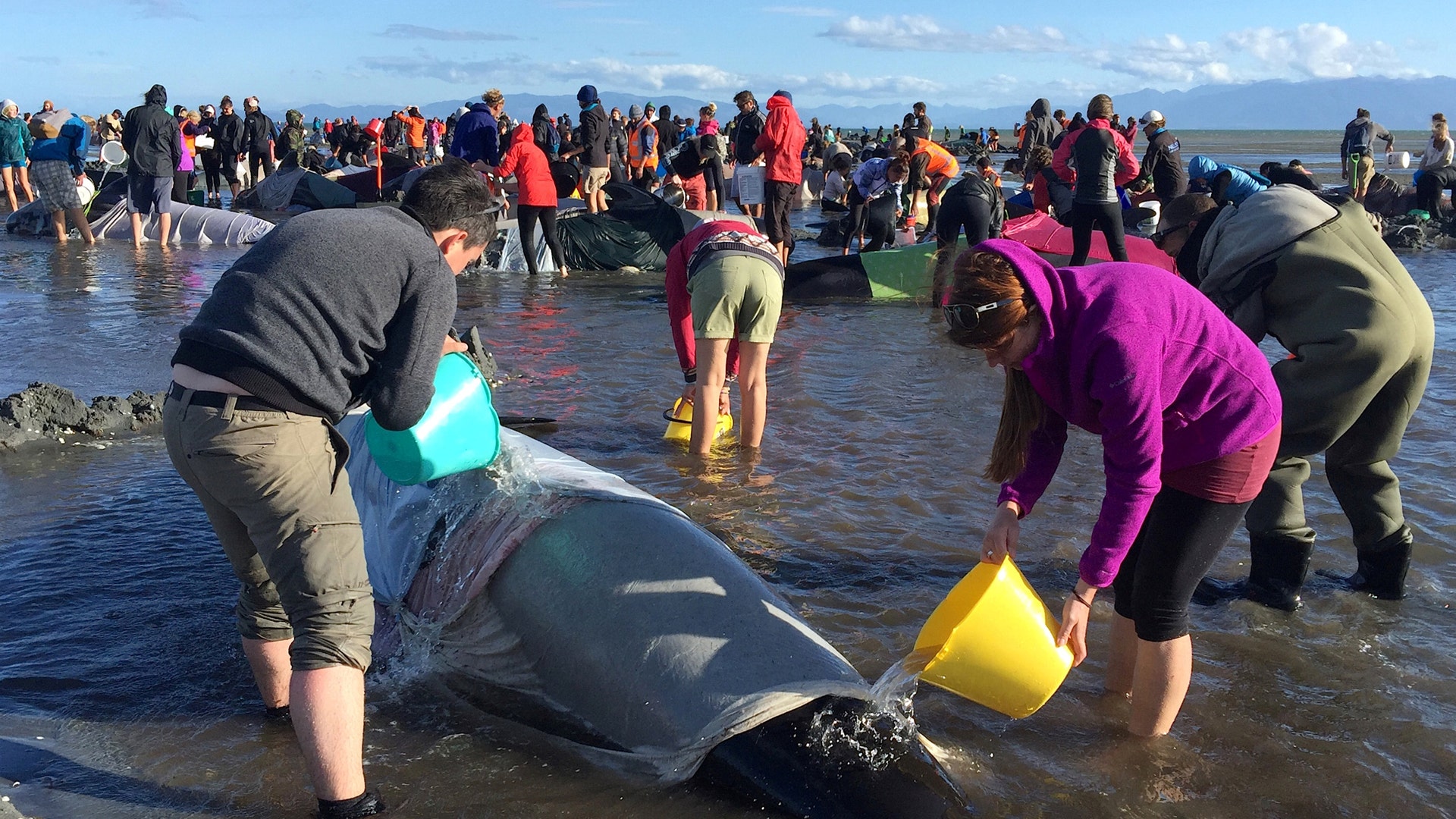 Volunteers pour water onto some of the hundreds of stranded pilot whales still alive after one of the country's largest recorded mass whale stranding.