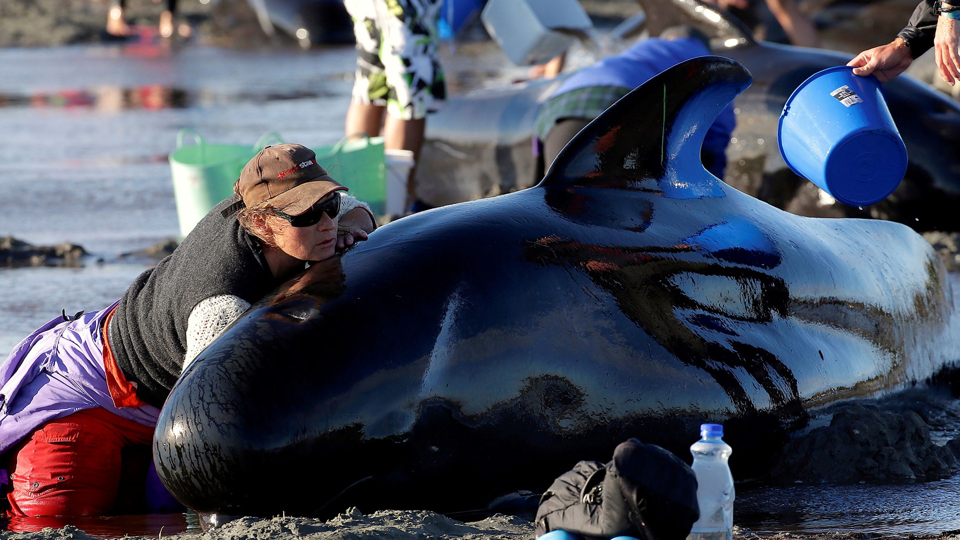 Volunteers Race To Save Stranded Pilot Whales In New Zealand | Fox News