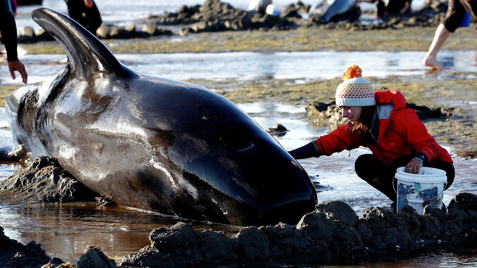 Volunteers attend to some of the hundreds of stranded pilot whales still alive, February 10, 2017. 