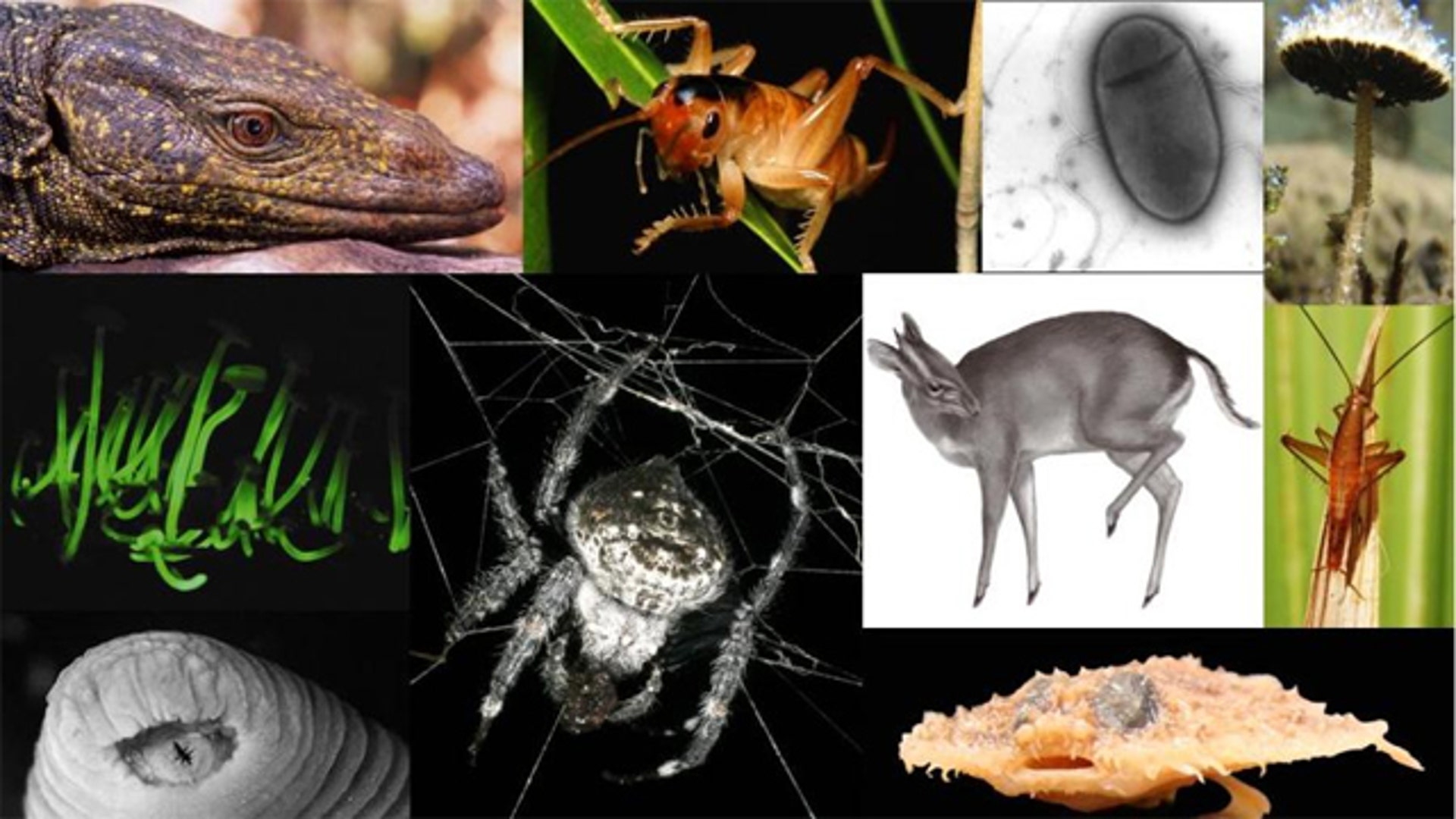 Самые крупные живые организмы. Живые существа. Живые существа нашей планеты. Уникальные живые организмы.
