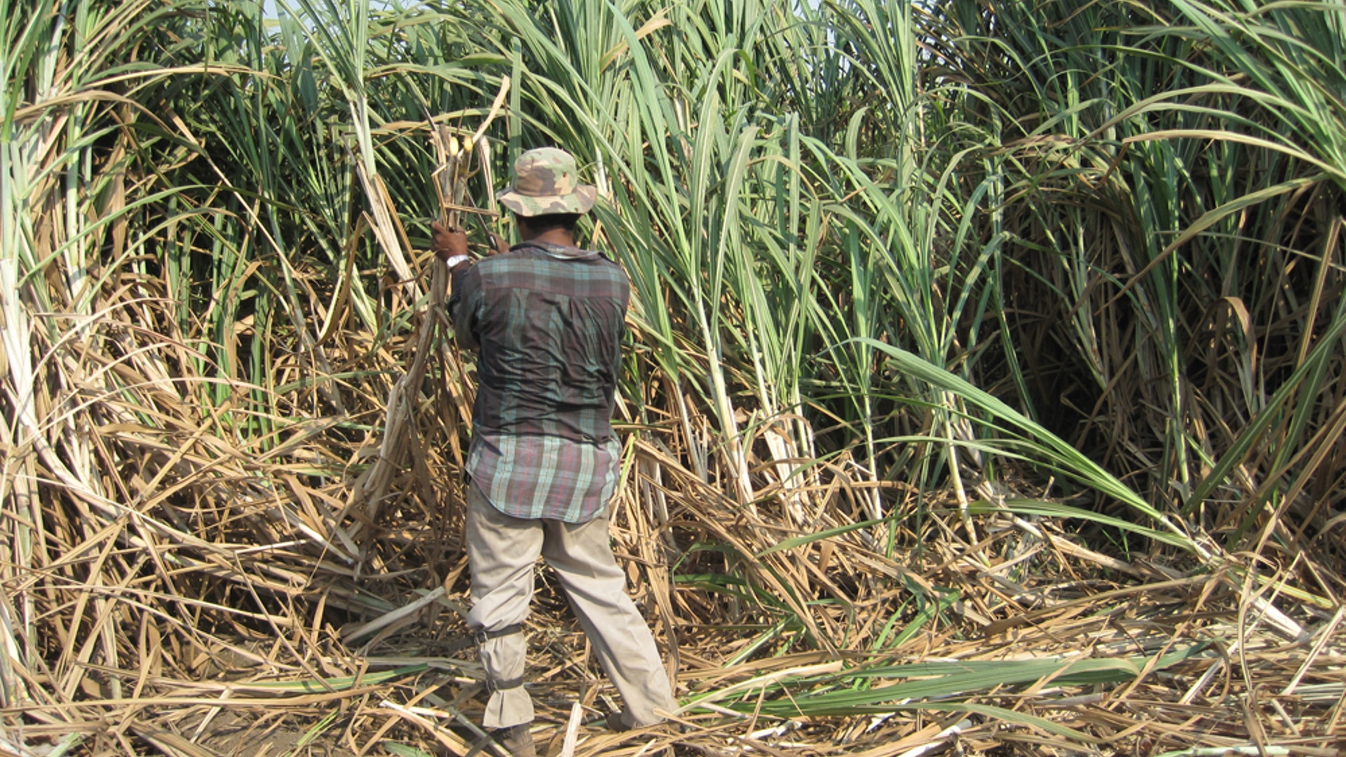 A Public Health Mystery in Nicaragua | Fox News