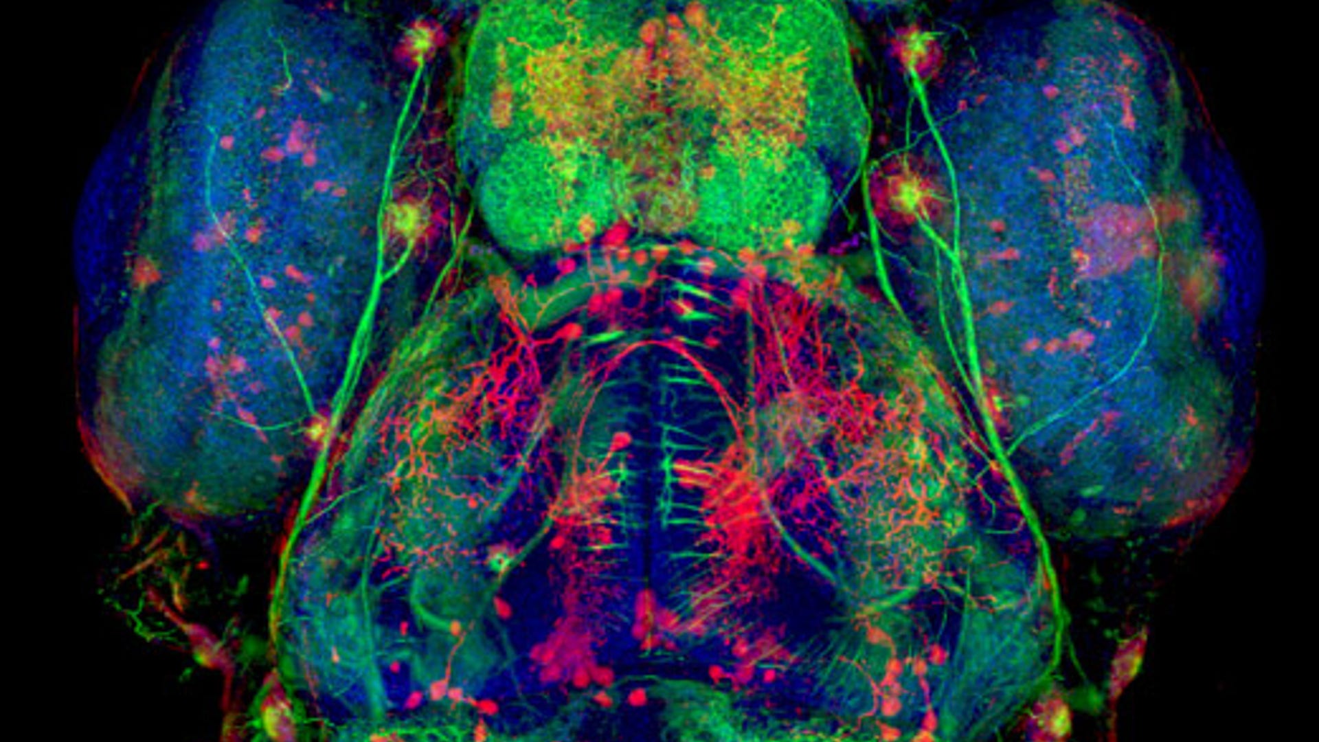 Zebrafish Head