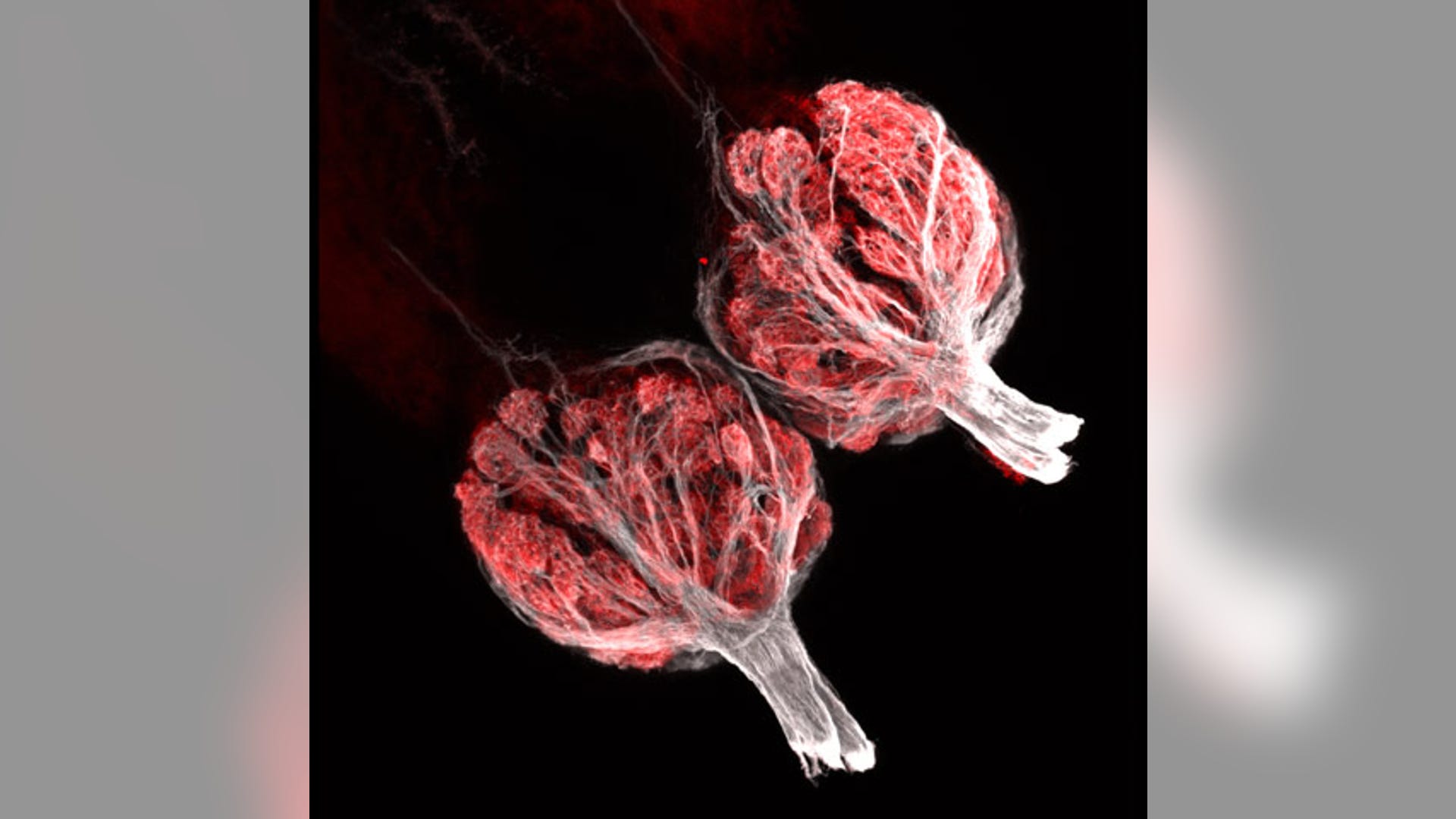 Zebrafish Olfactory Bulb