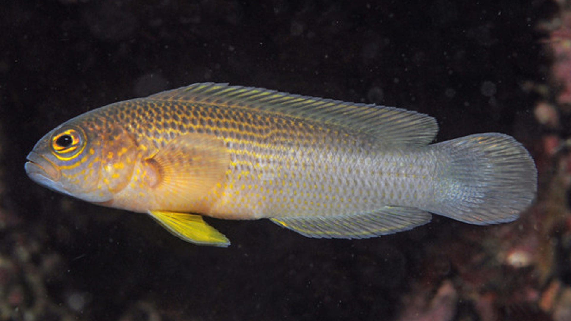 Pseudochromis new dottyback 