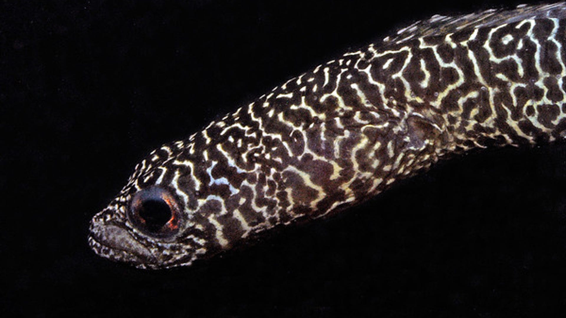 Heteroconger new garden eel 