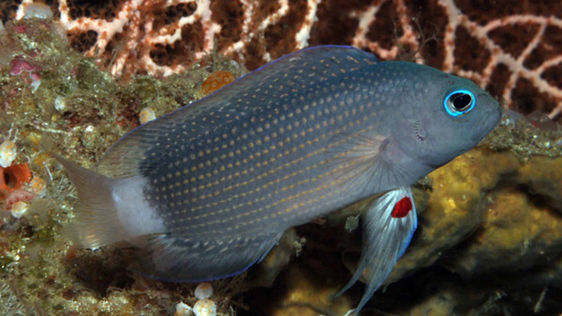 Manonichthys adult new dottyback