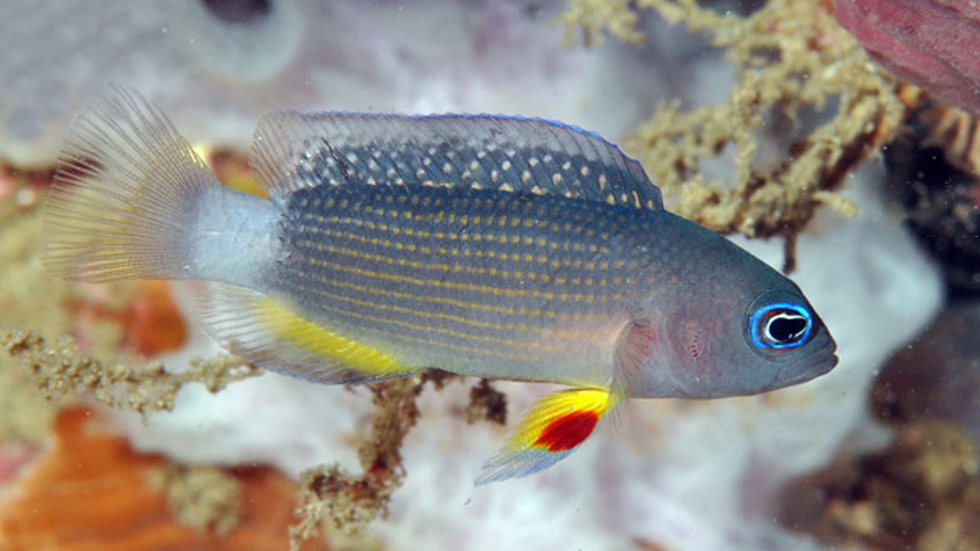 Manonichthys juvenile new dottyback