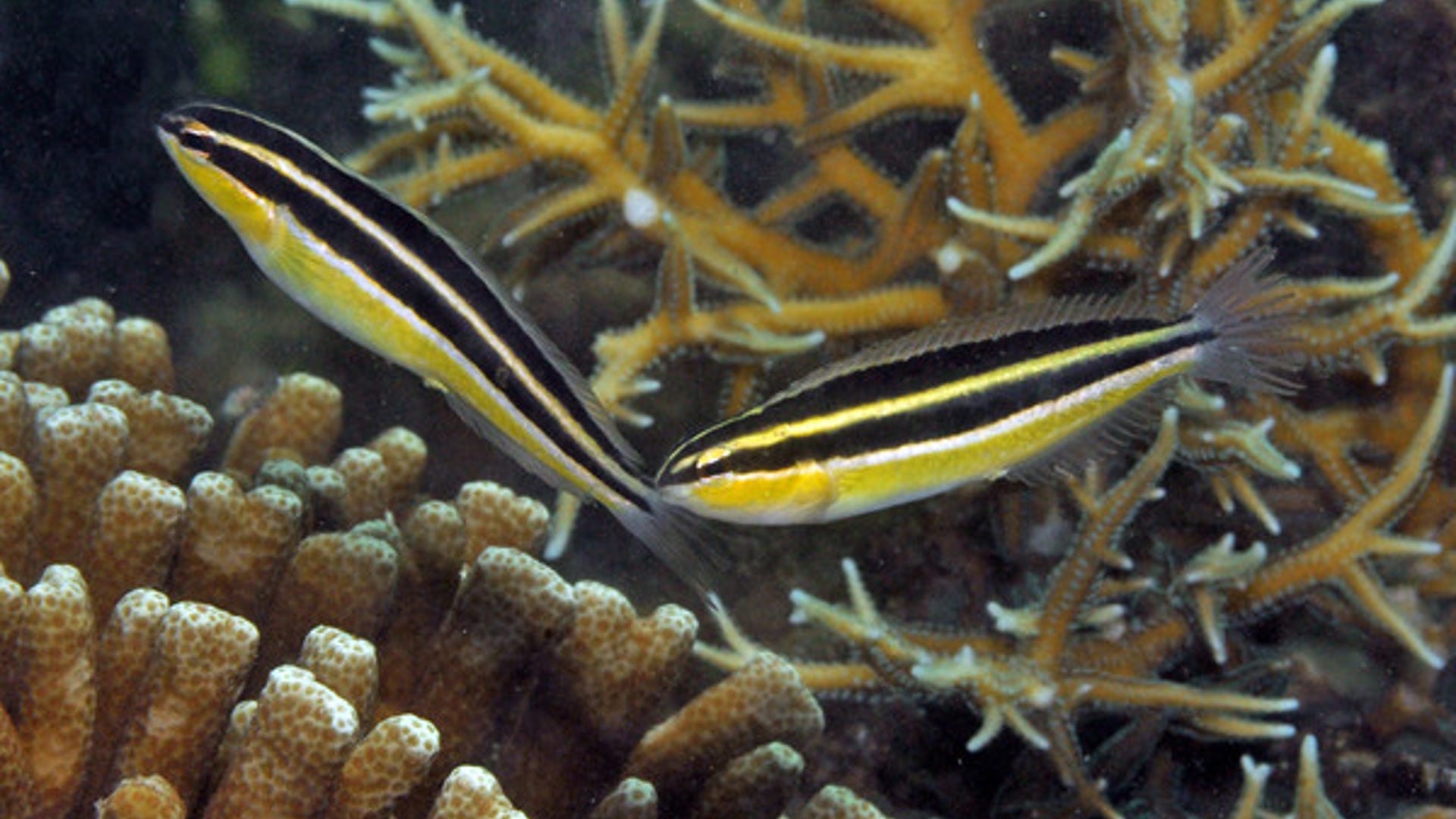 Meiacanthus new fangblenny