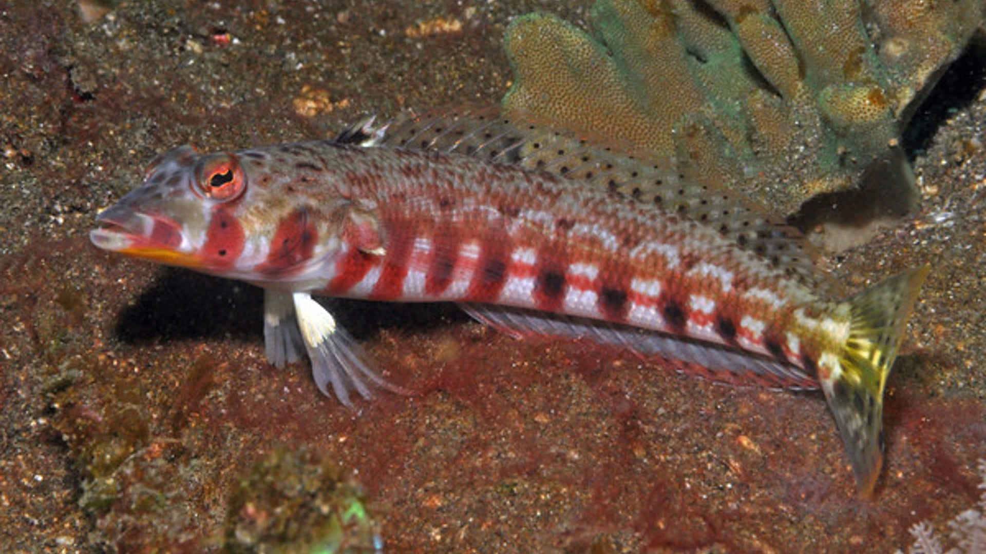 Parapercis new sandperch