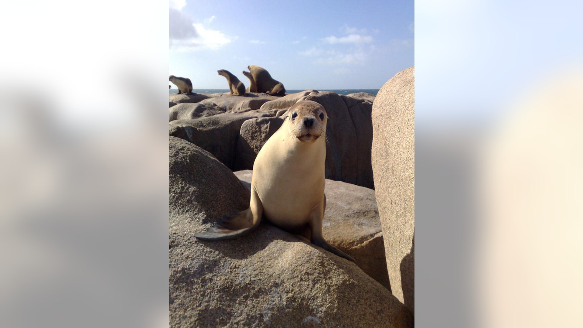 Oh, Hi by Benjamin Pitcher - Highly Commended (Adult)