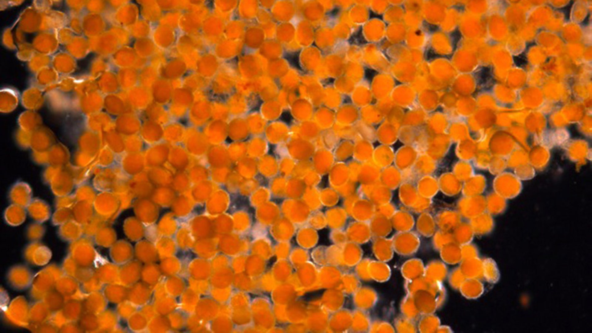 Почему сопля оранжевая. Икринки рыб. Икра рыбы в воде. Икра под микроскопом рыбы. Икринки лягушки.