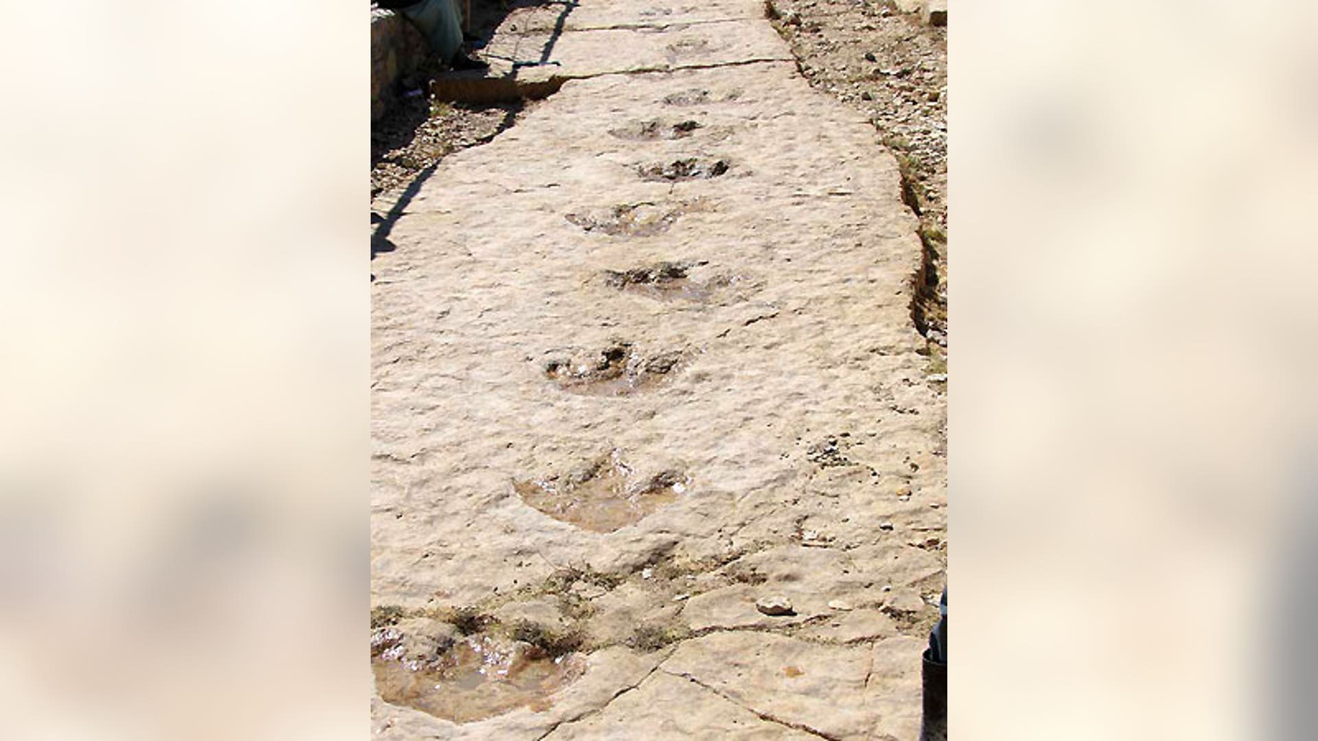 Ornithopod Tracks