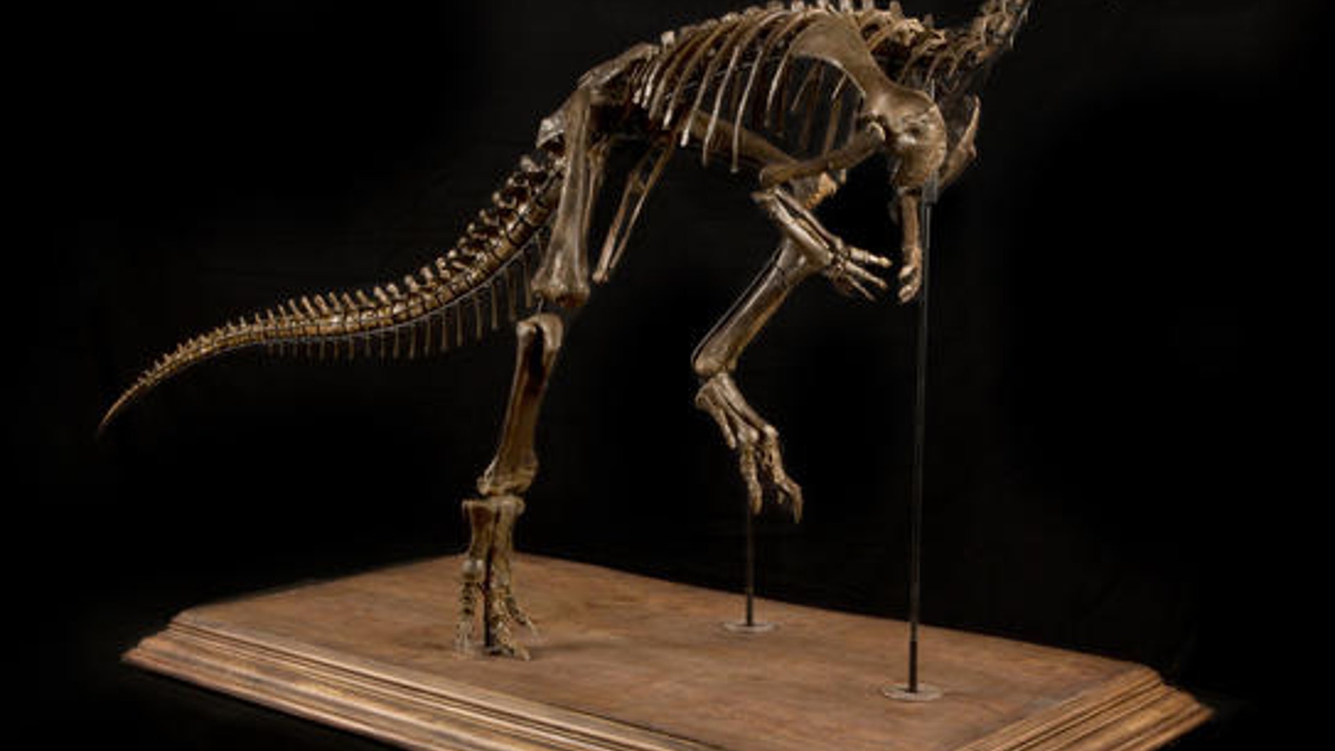 <b>Ornithopod Skeleton</b>