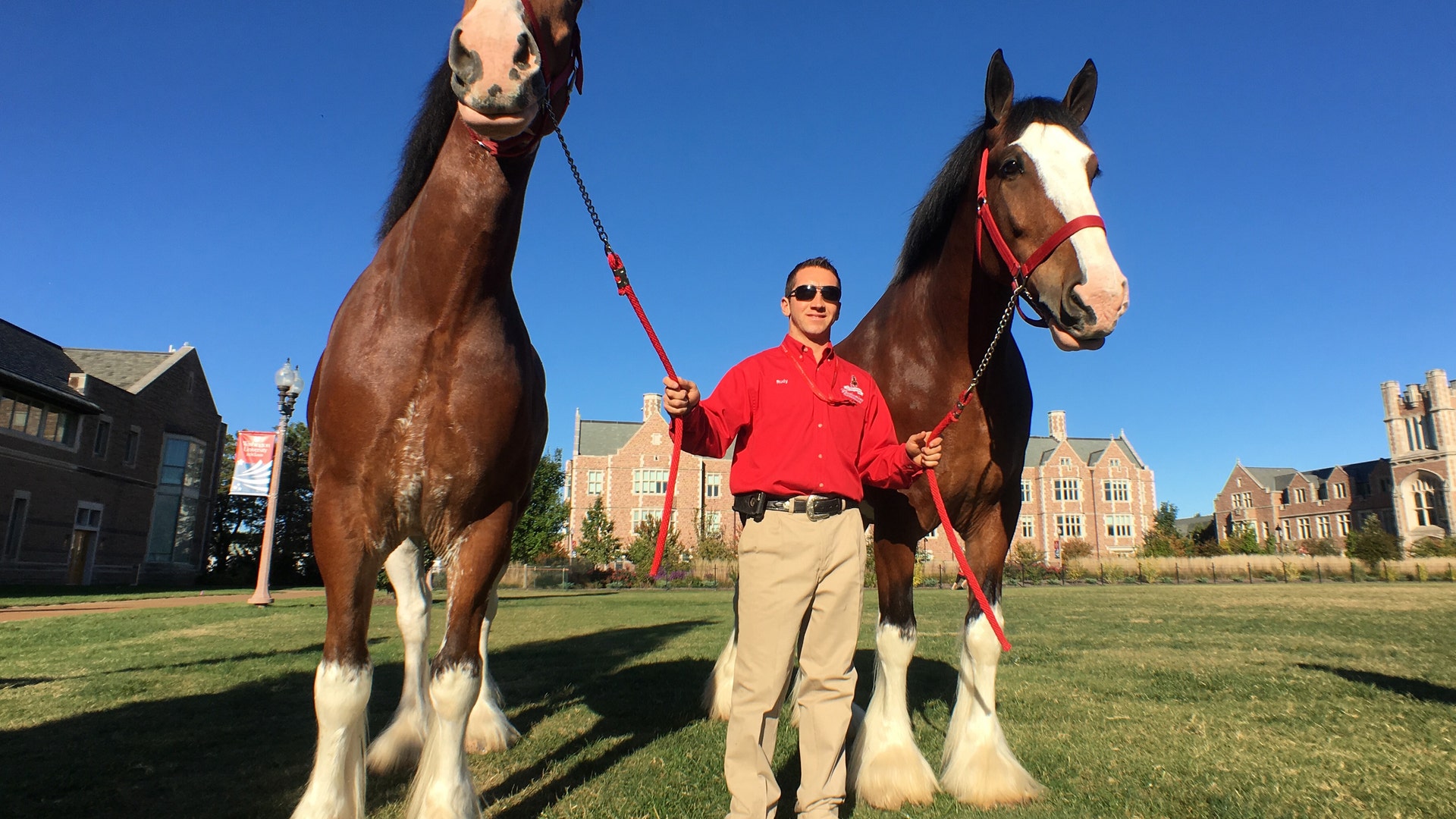Budweiser Clydesdales outside the presidential debate