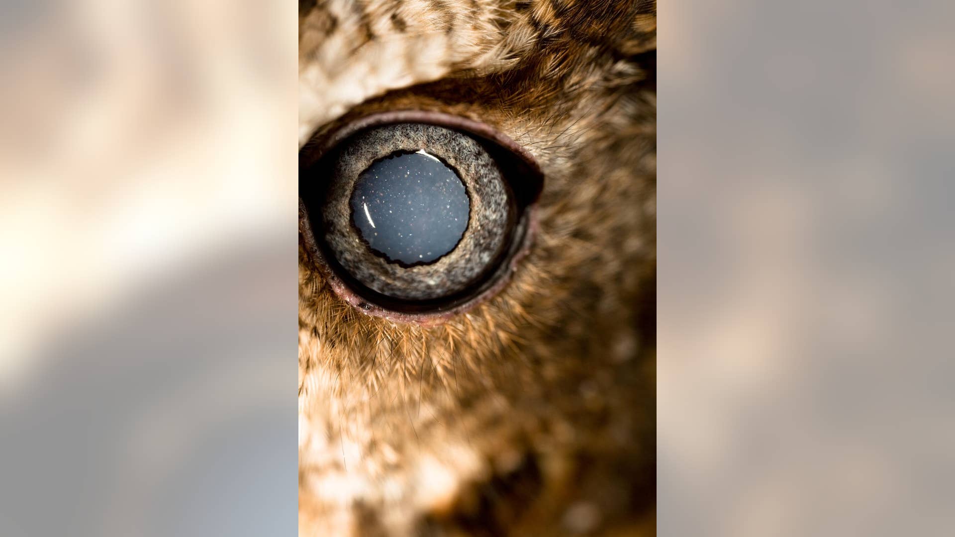Blind Owl Eye