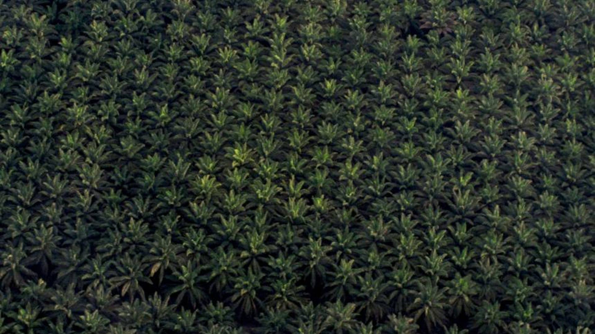 TRH flew over this palm oil plantation on their way to the Royal Society research station in Sabah, Malaysia.