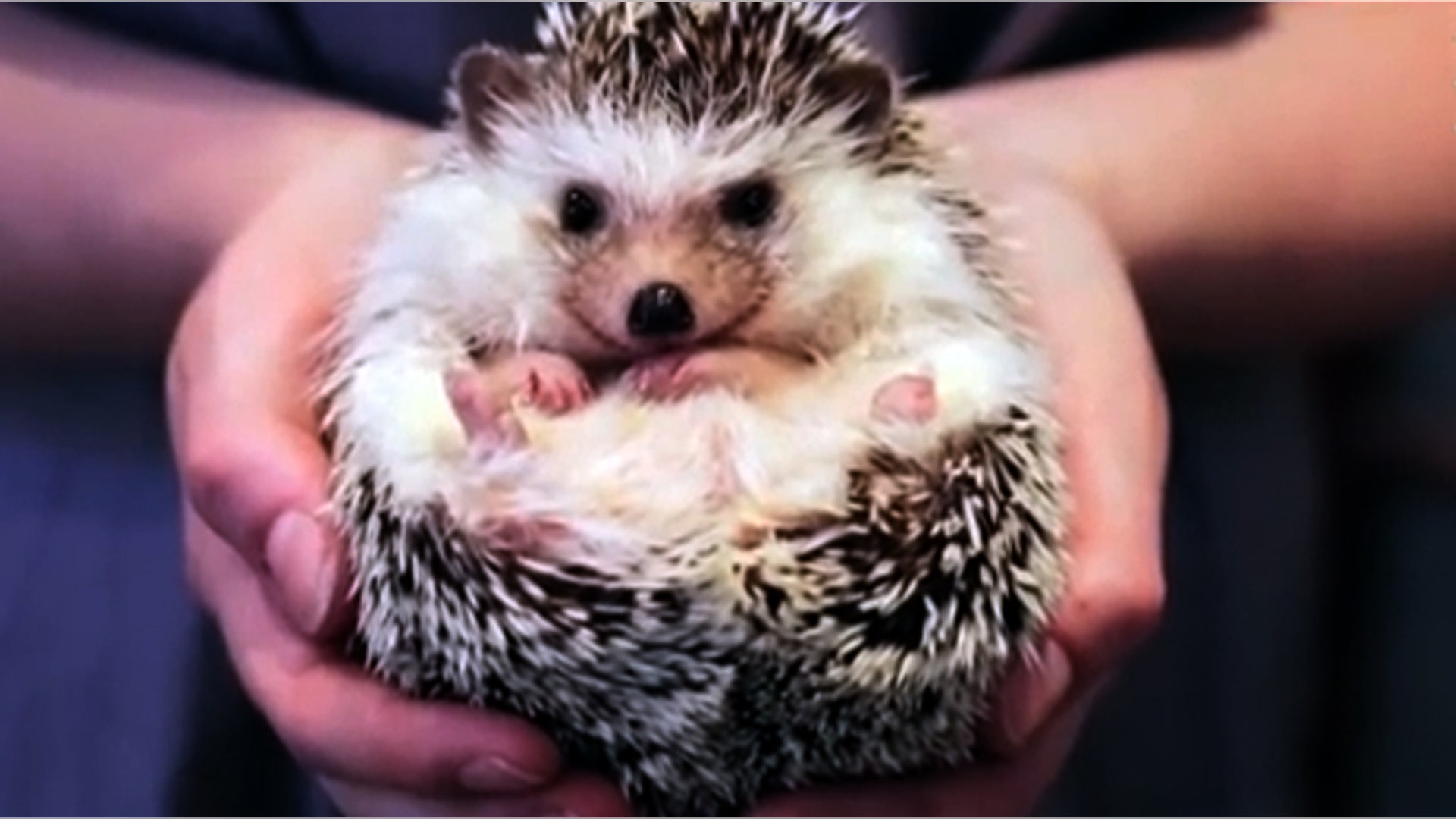 <b>Hedgehog</b>