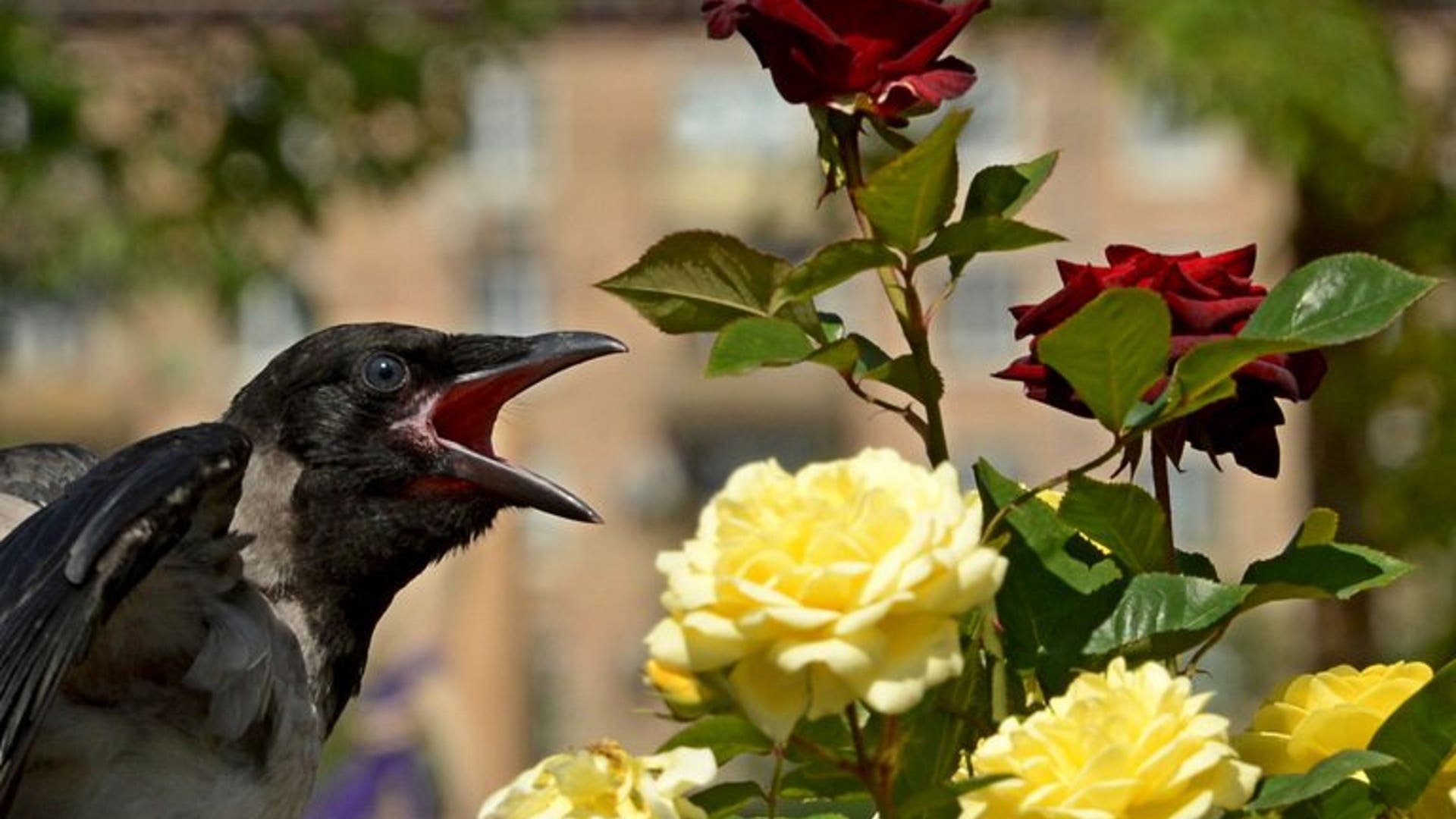 Crow and roses