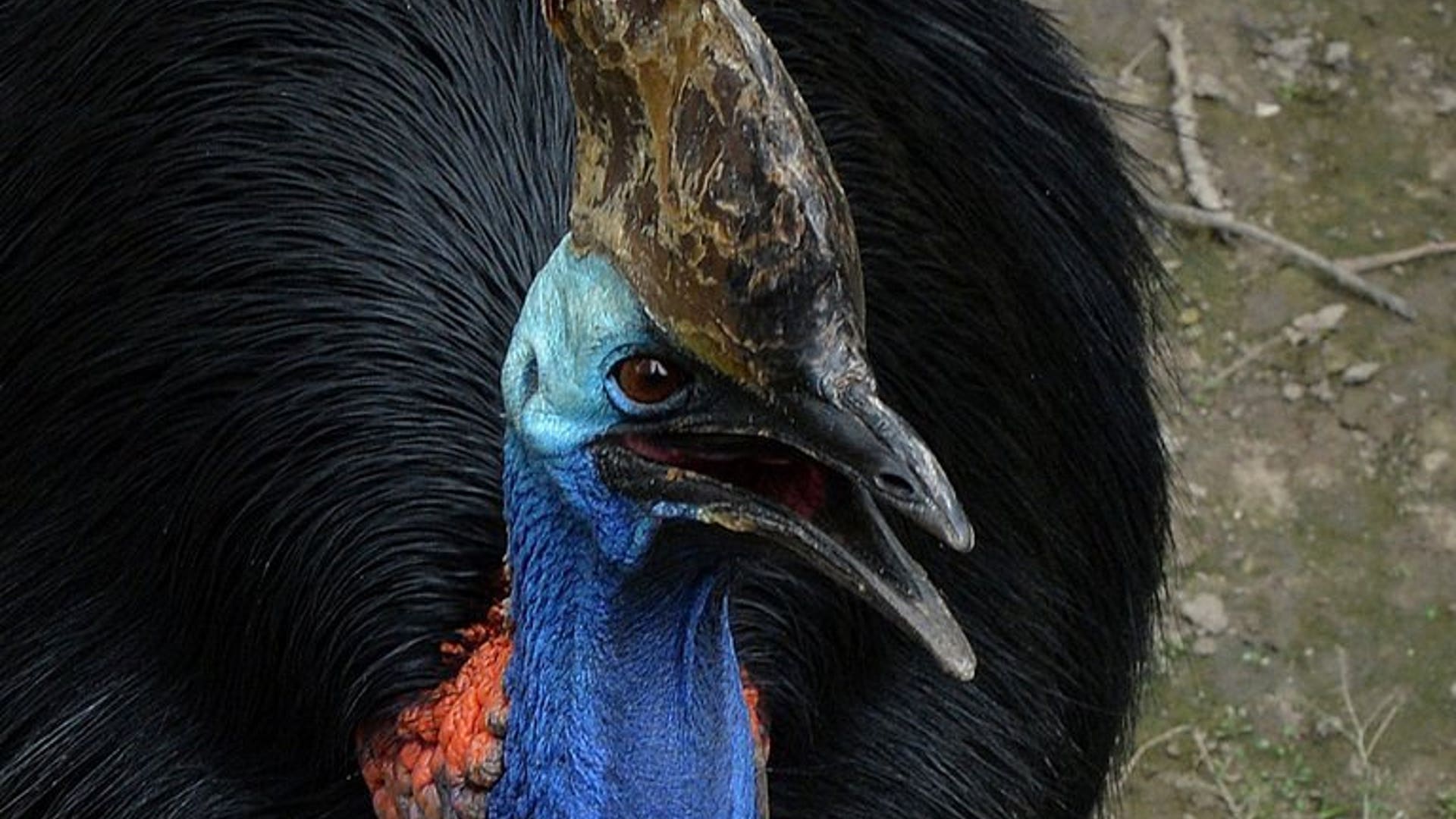 Cassowary close-up