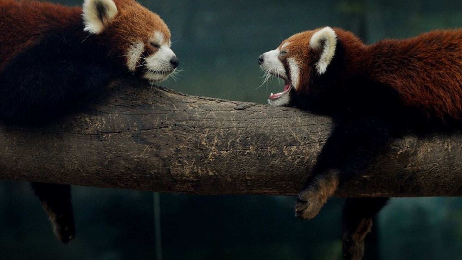 Panda pair