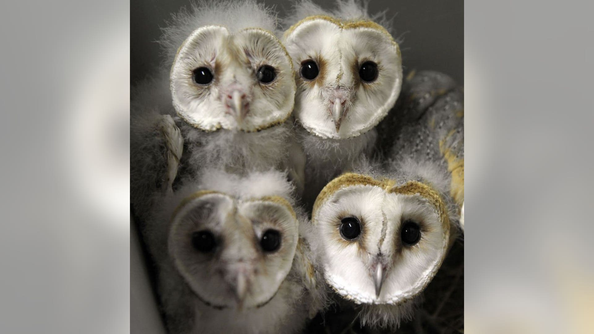 Barn owl babies