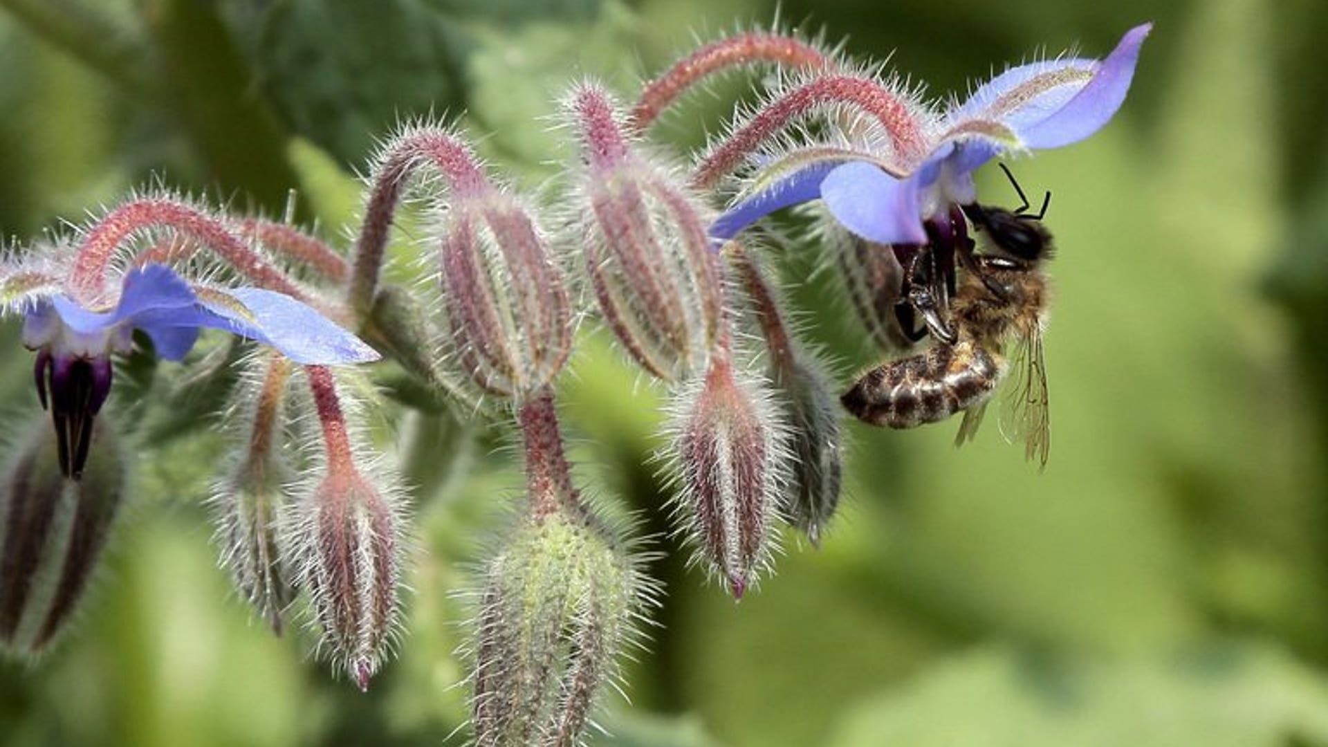 Gathering pollen