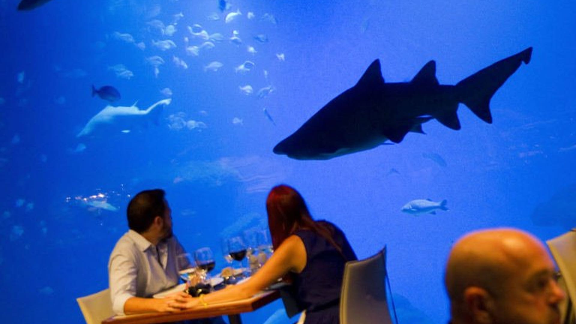 Dinner with sharks