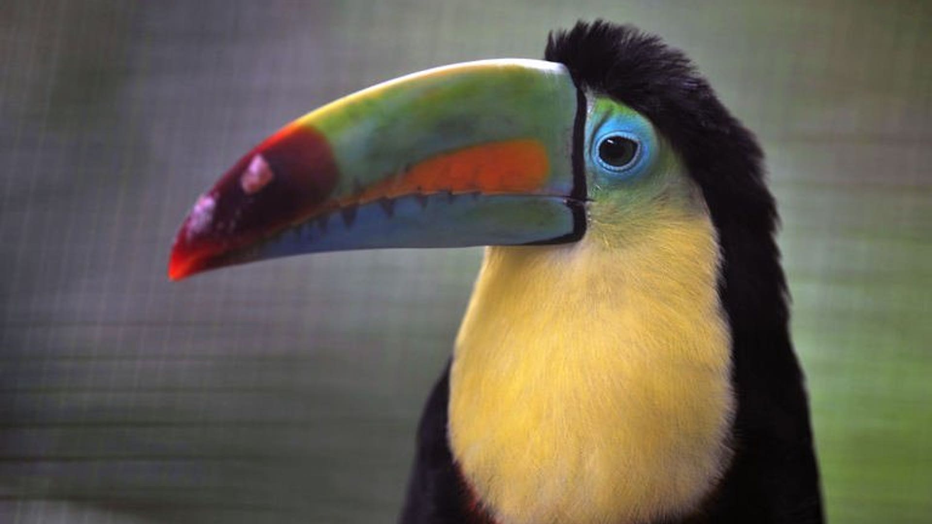 Toucan