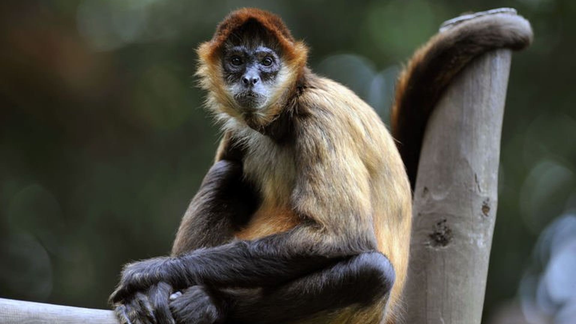 Spider Monkey