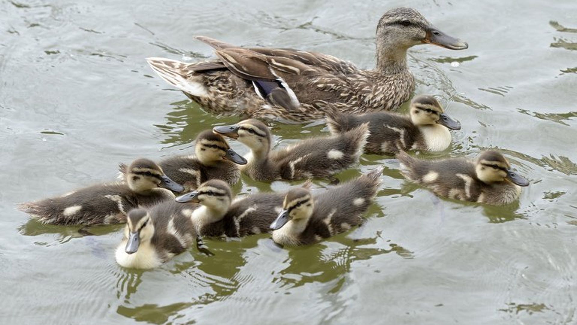 Gaggle