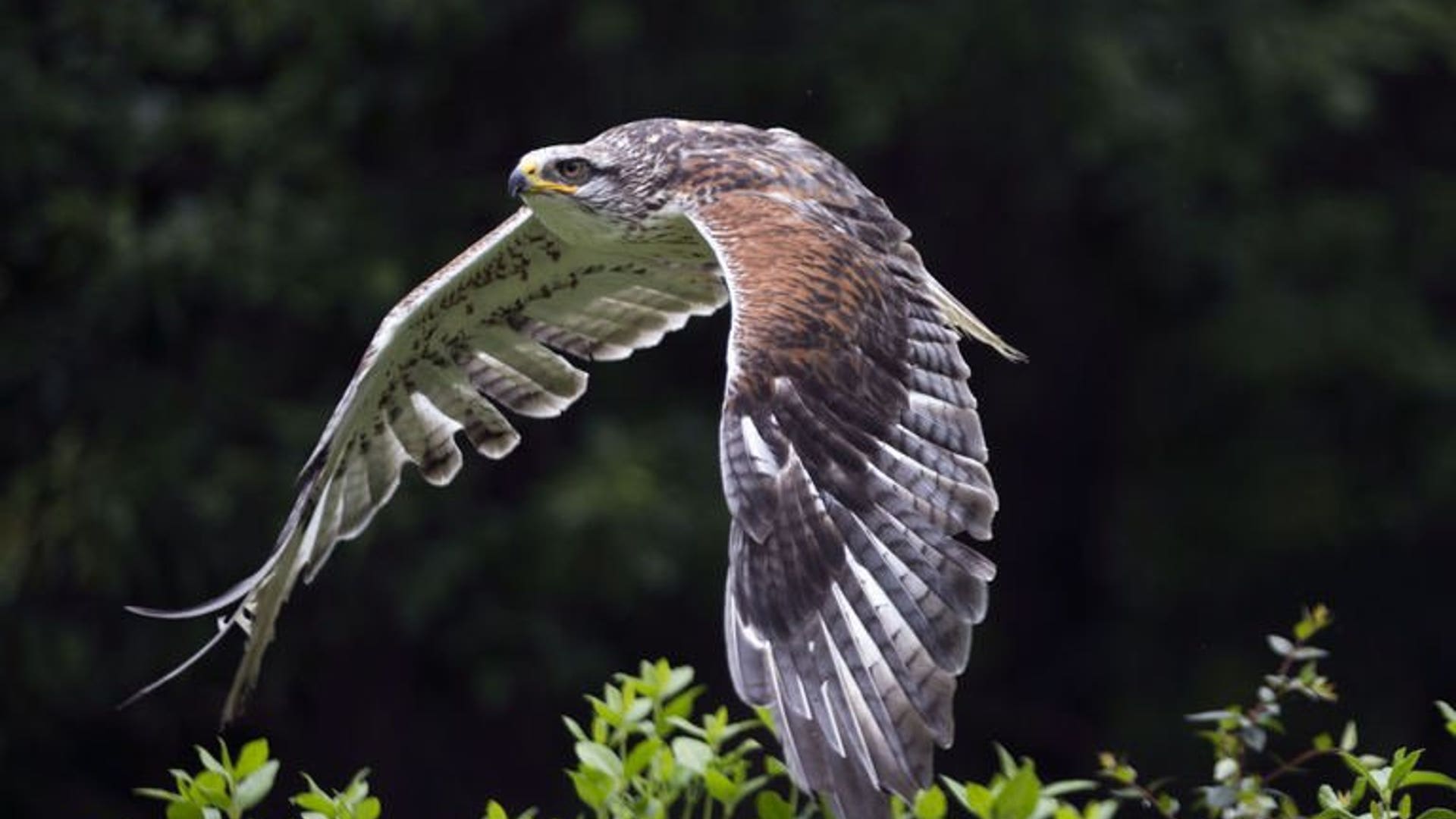 In flight