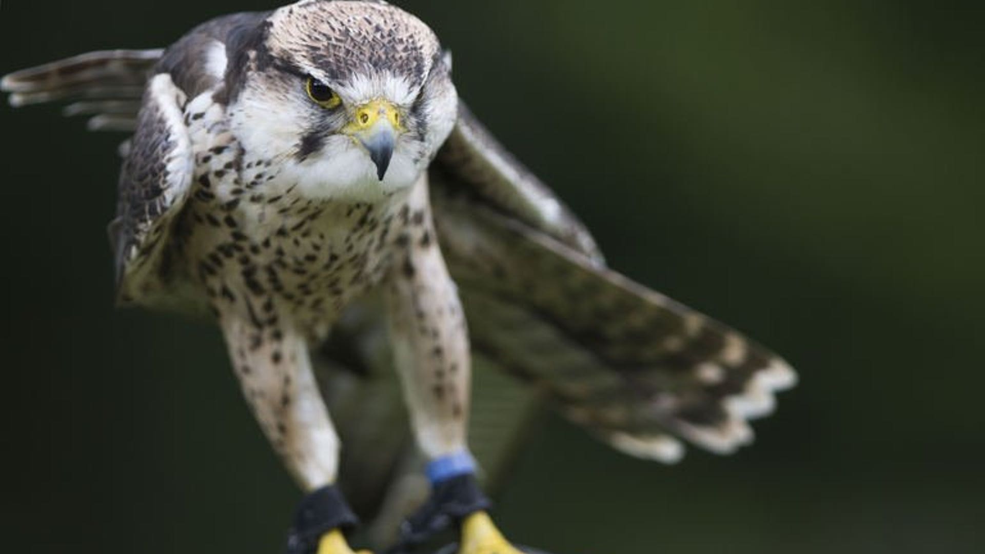 Falcon stare