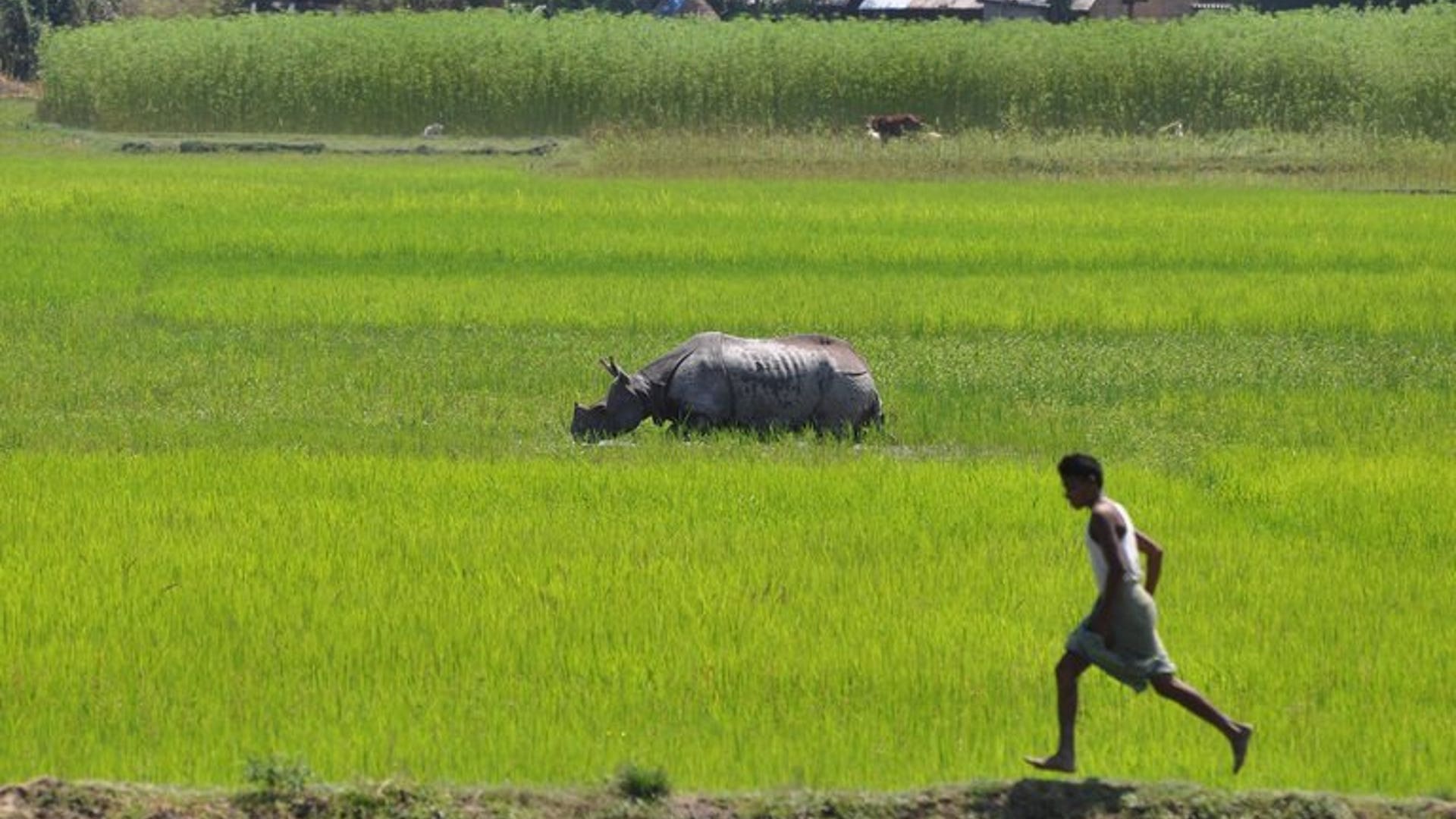 Assam rhino