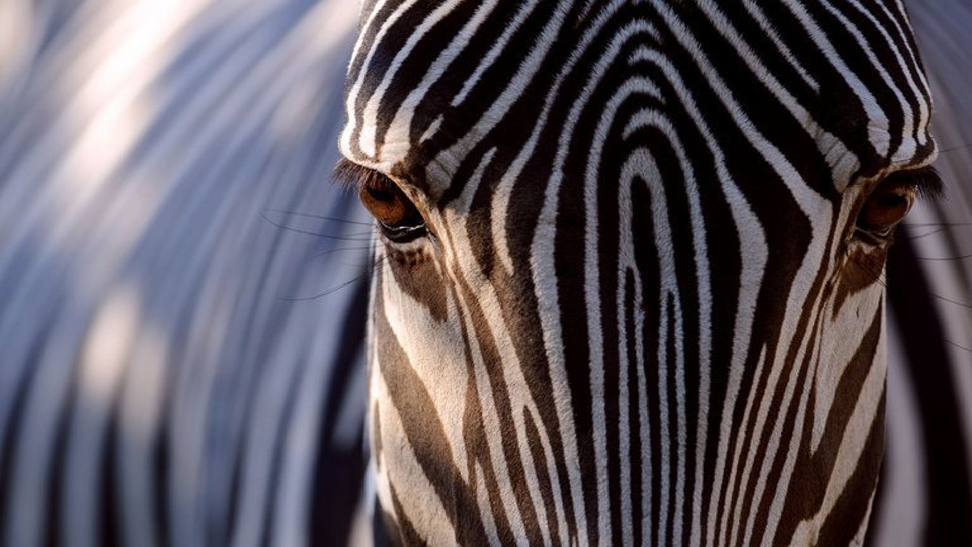 Mulhouse zebra