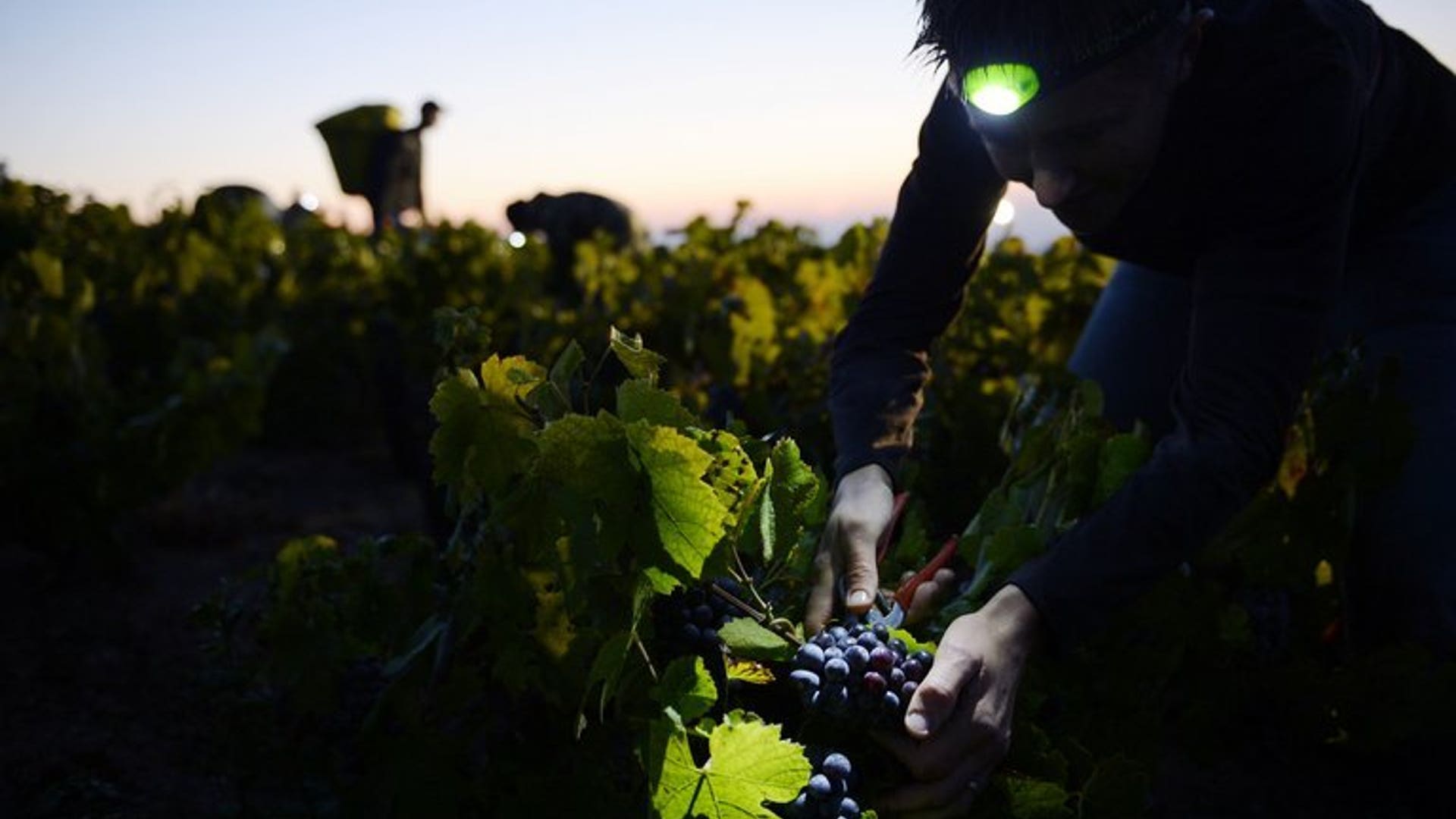 Beaujolais harvest