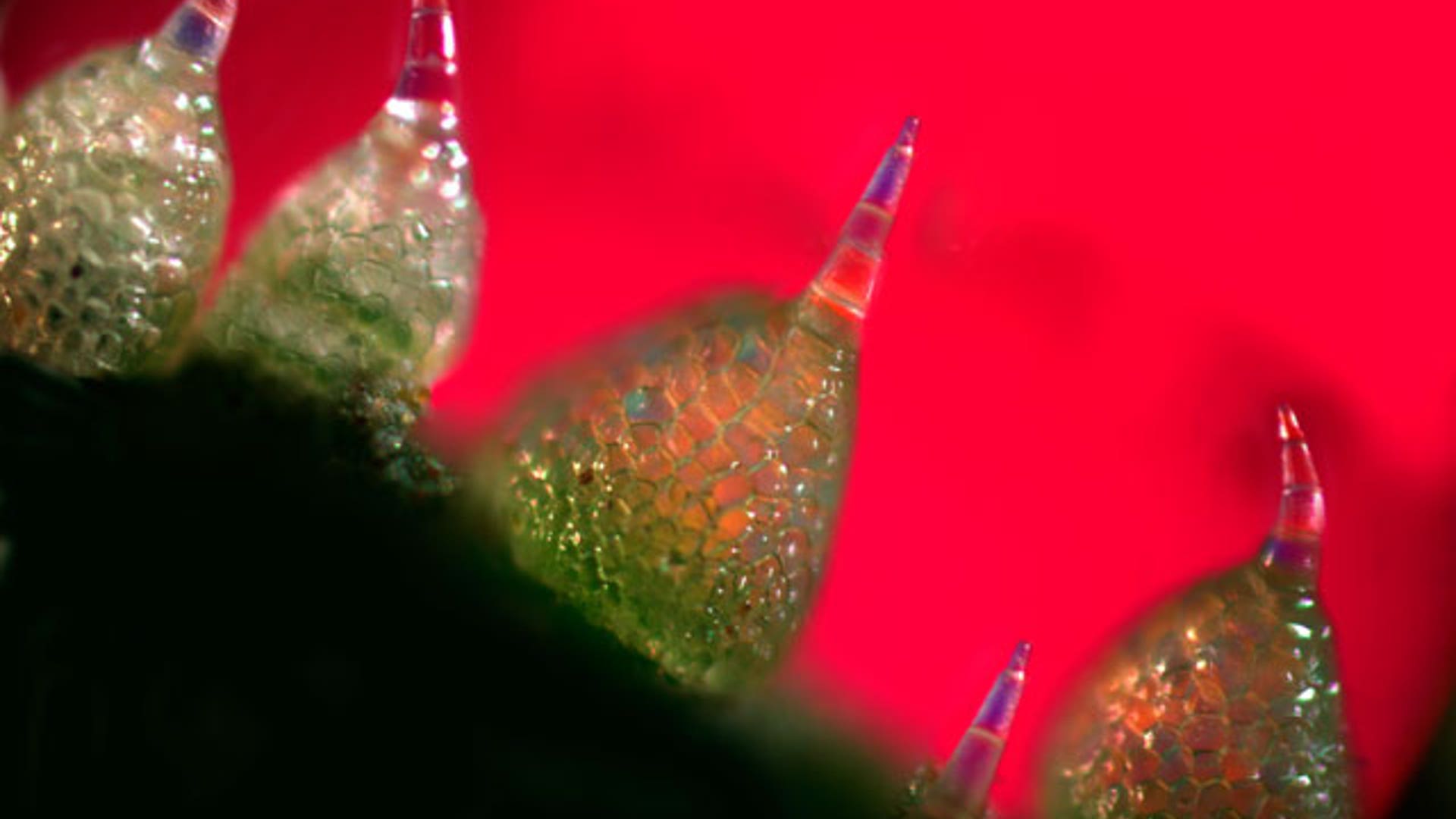 Microscopic Image of Trichomes on the Skin of an Immature Cucumber