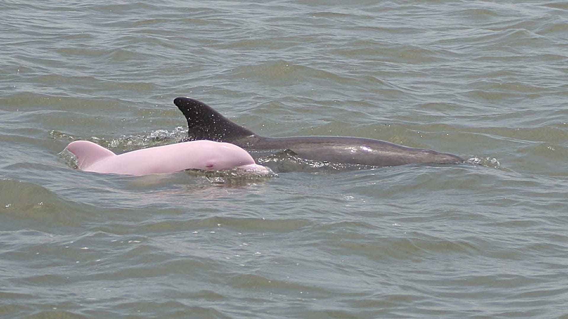 Существуют настоящие розовые дельфины