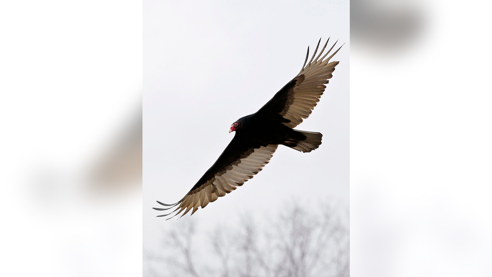 do turkey vultures attack dogs