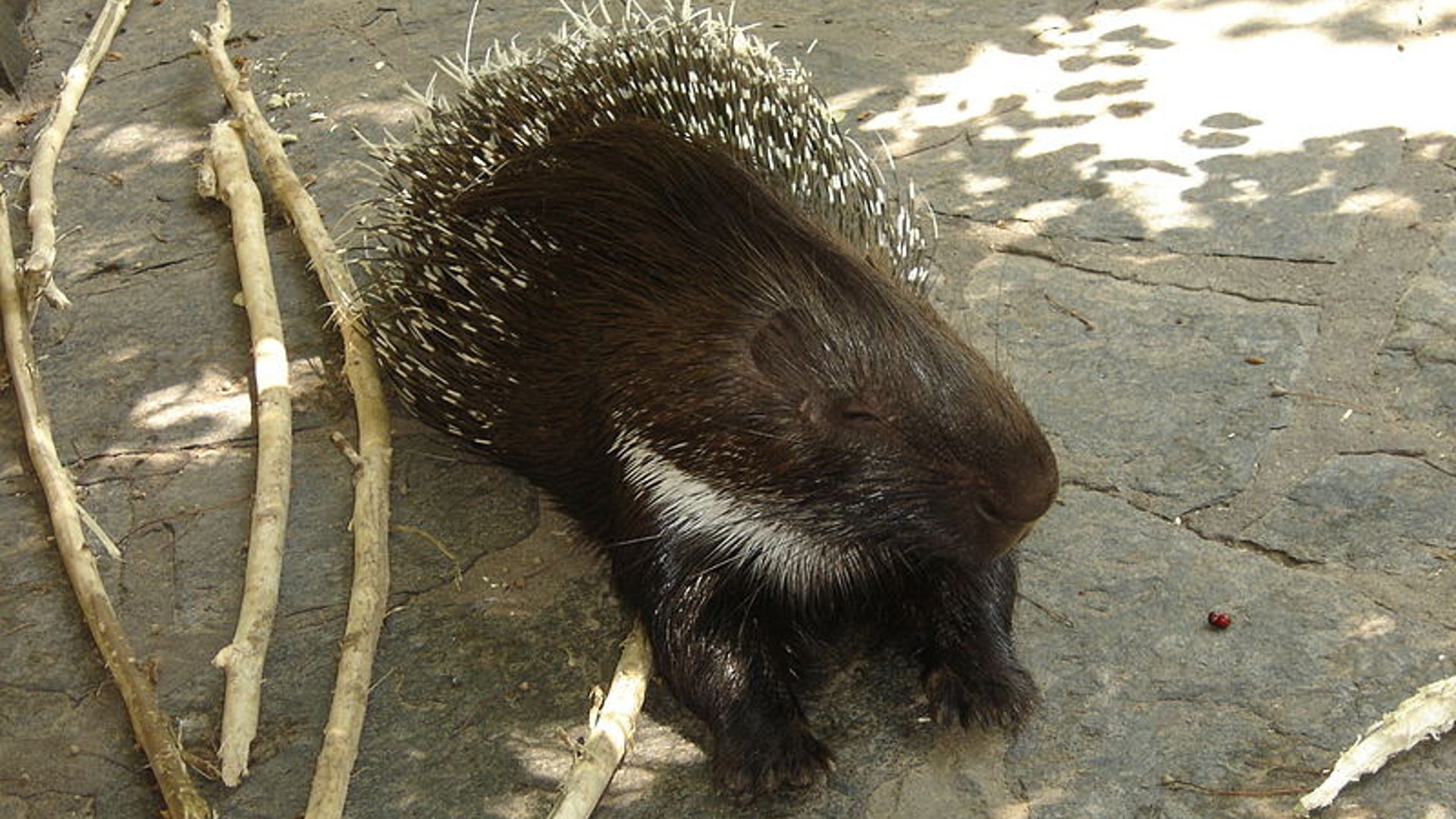 porcupine_pee
