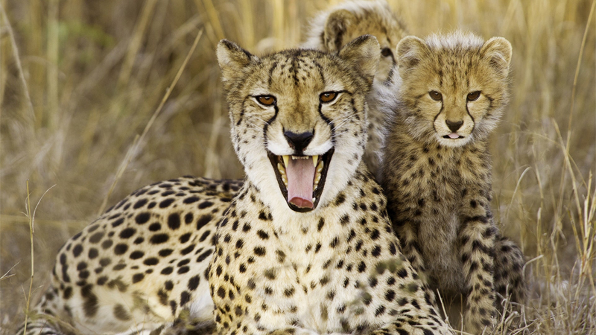 protective_mother_cheetah