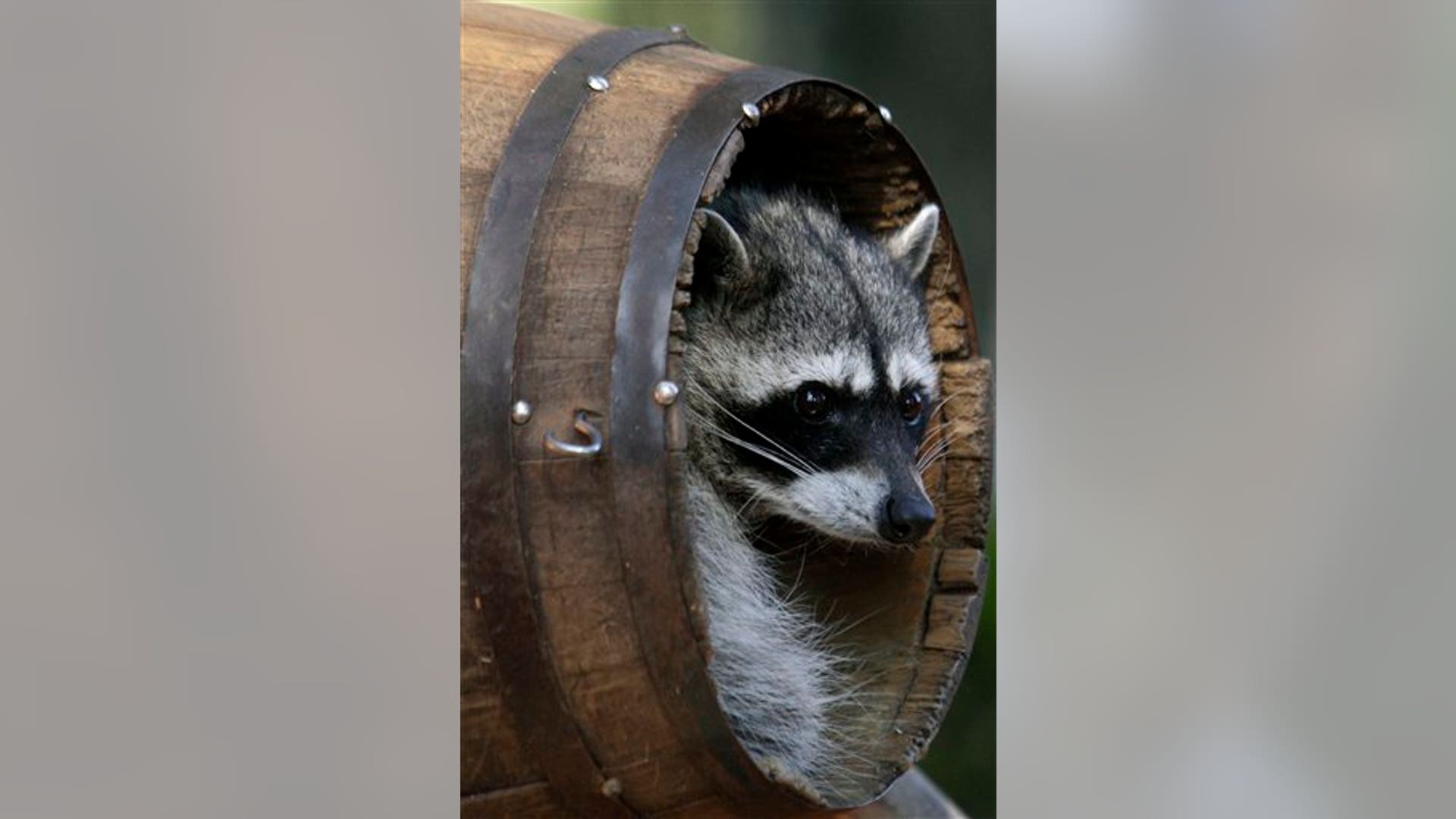 raccoons_two