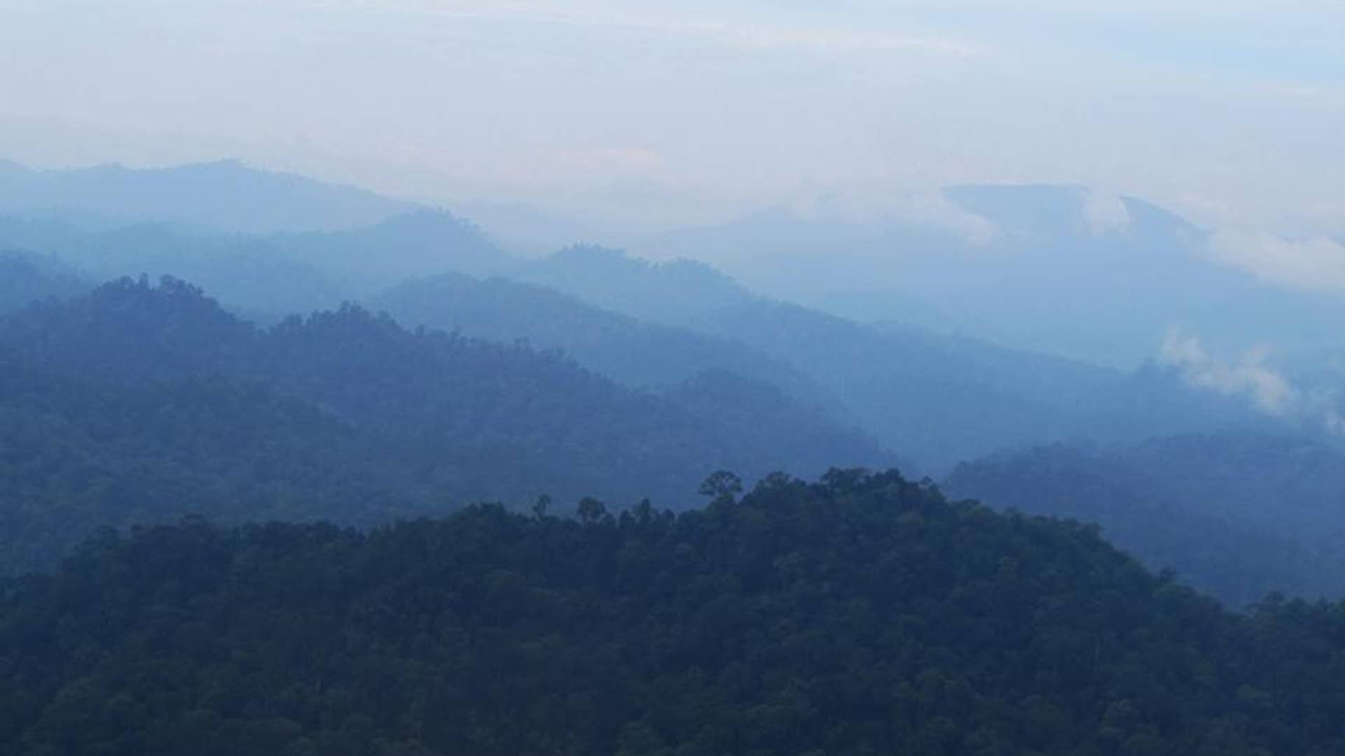 The Borneo rainforest is one of the oldest rainforests in the world.