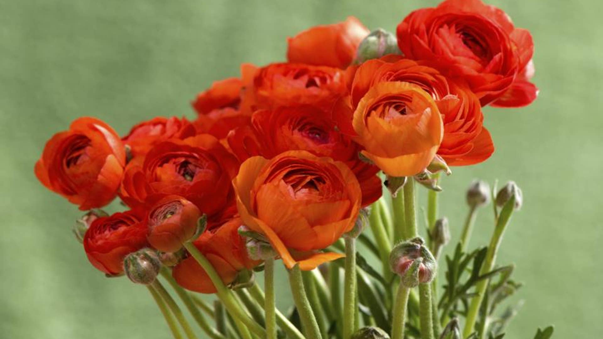 11. Ranunculus