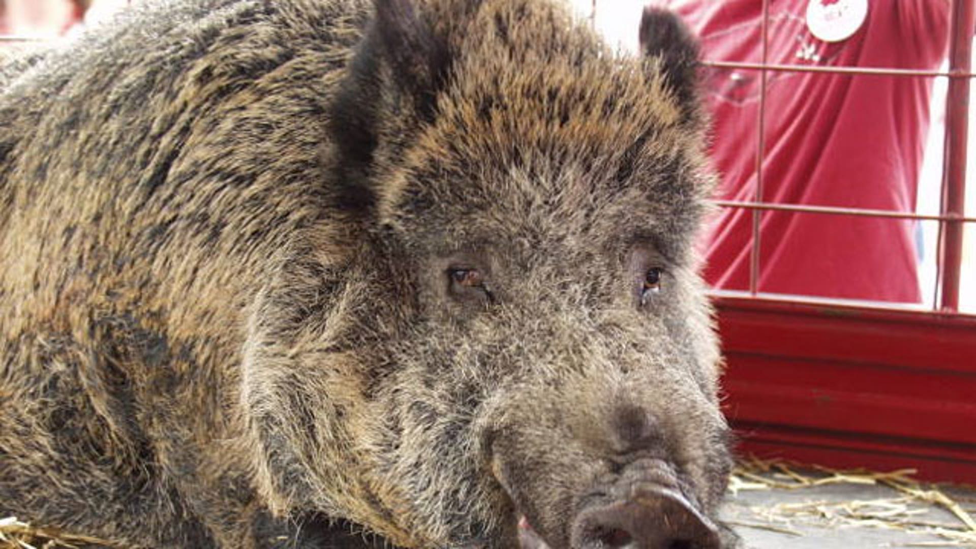 University of Arkansas' Russian Boar