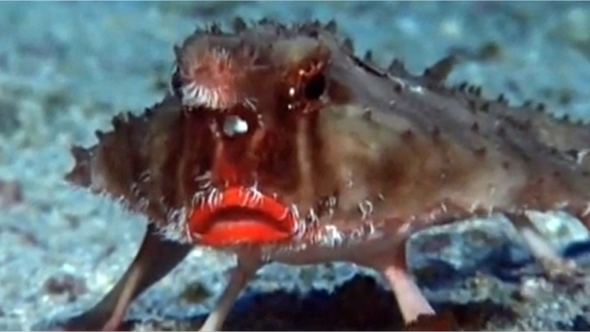 <b>Red-lipped Batfish</b>