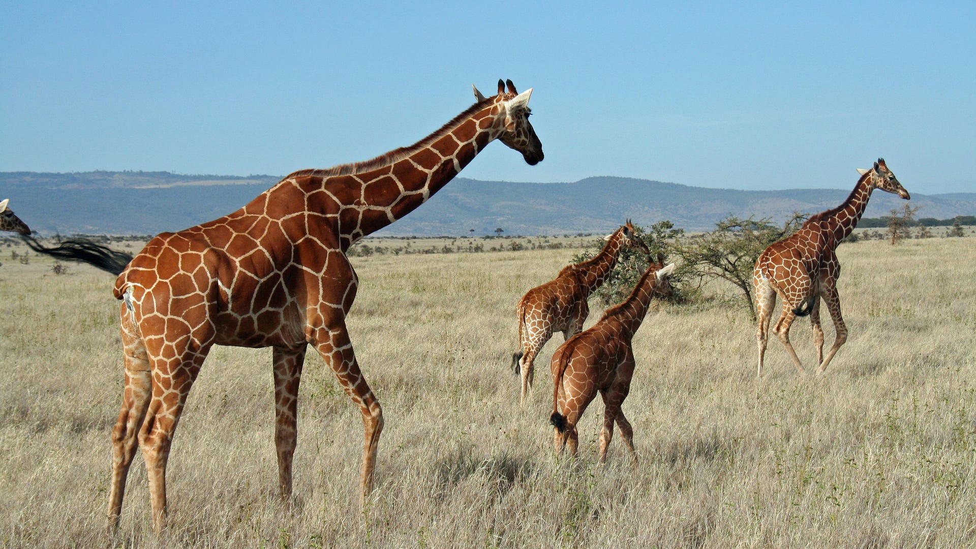 A Herd of Giraffes in Kenya