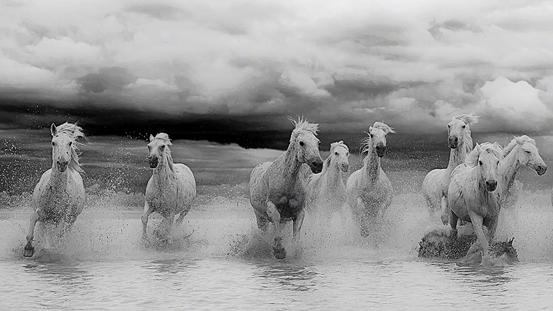 Camargue horses.