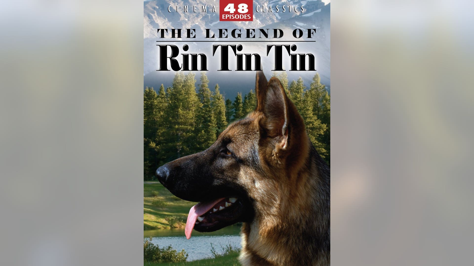 rintintintvdog