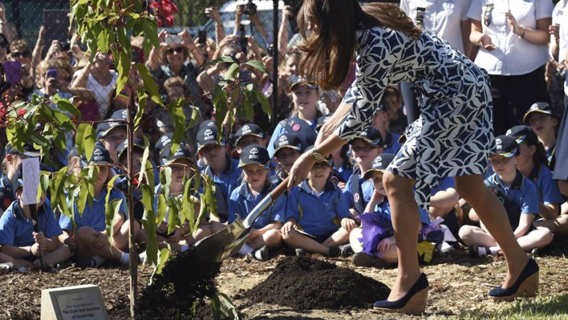 Planting a Tree